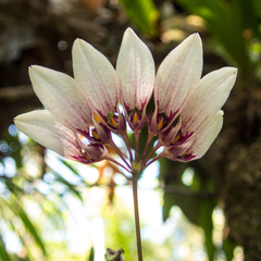 Bulbophyllum lepidum