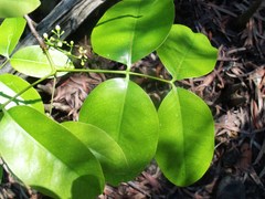 Xylocarpus moluccensis