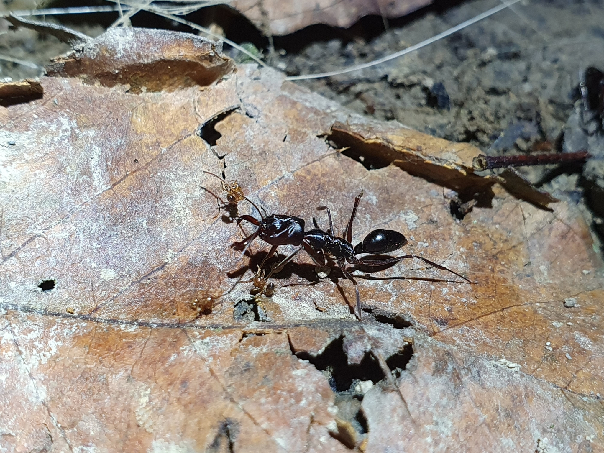 Odontomachus monticola