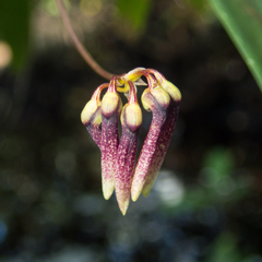 Bulbophyllum lepidum