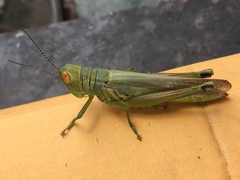 Hieroglyphus annulicornis