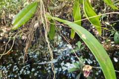 Bulbophyllum lepidum
