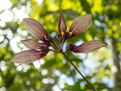 Bulbophyllum lepidum