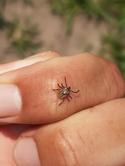 Amblyomma aureolatum