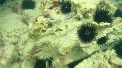Muraena melanotis