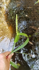 Hymenachne amplexicaulis