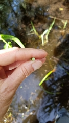 Hymenachne amplexicaulis