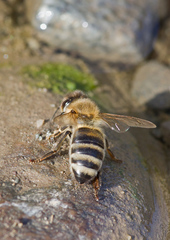 Apis mellifera