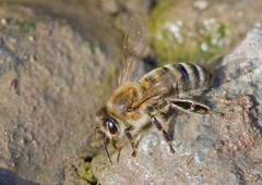 Apis mellifera