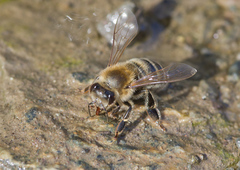 Apis mellifera