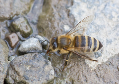 Apis mellifera