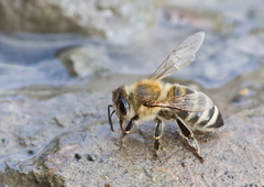 Apis mellifera