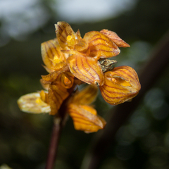 Bulbophyllum gunnarii