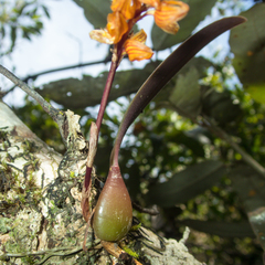 Bulbophyllum gunnarii