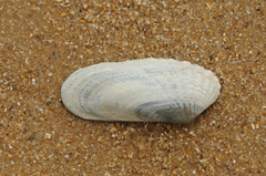 Petricolinae