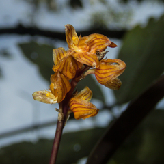 Bulbophyllum gunnarii