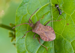 Coreus marginatus