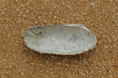 Petricolinae