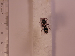 Ronisia barbarula