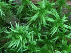 Sphagnum squarrosum