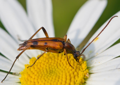 Stenurella septempunctata
