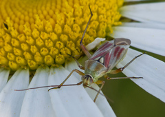 Calocoris roseomaculatus