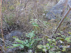 Echinops pseudosetifer