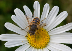Eristalis tenax