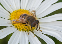 Eristalis tenax