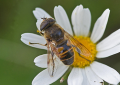 Eristalis tenax