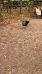 Pavo cristatus