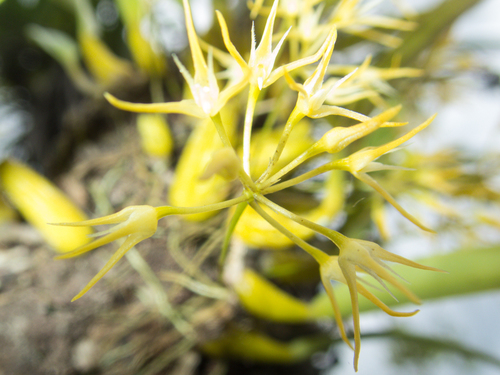 Bulbophyllum laxiflorum, photograph 1