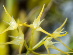 Bulbophyllum laxiflorum
