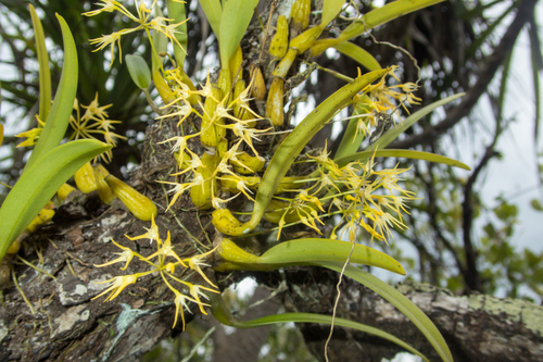 Bulbophyllum laxiflorum, photograph 2