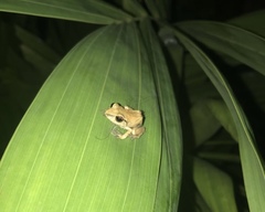 Eleutherodactylus coqui