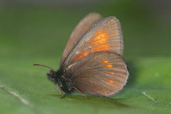 Erebia eriphyle