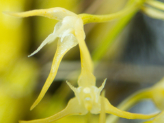 Bulbophyllum laxiflorum