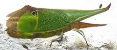 Odontoptera carrenoi