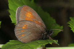 Erebia eriphyle