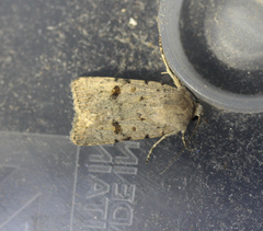 Caradrina rebeli