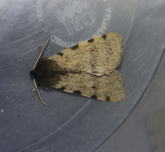 Canararctia rufescens