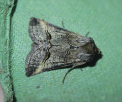 Abrostola canariensis