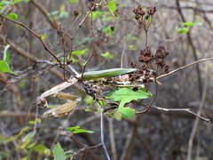 Tenodera sinensis