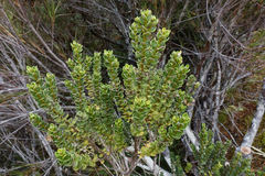 Olearia nummulariifolia