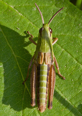 Pseudochorthippus parallelus
