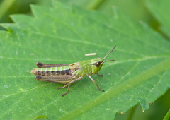 Pseudochorthippus parallelus