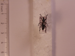Brachyderes lusitanicus