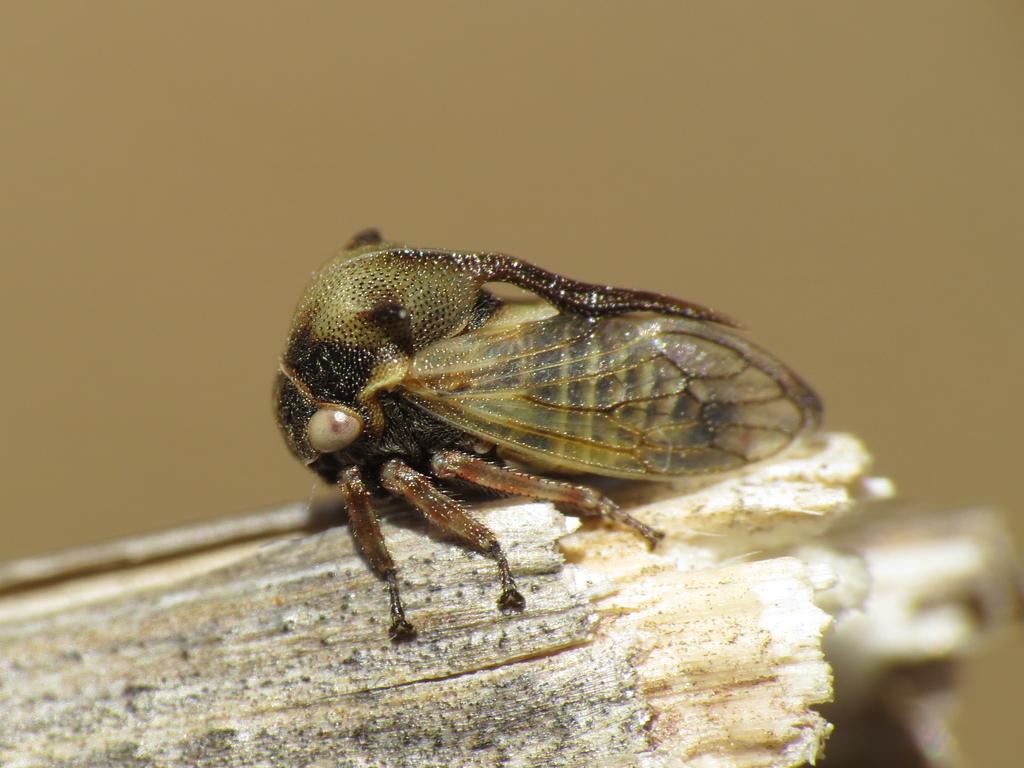 Centrotus chloroticus