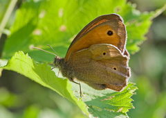 Maniola jurtina