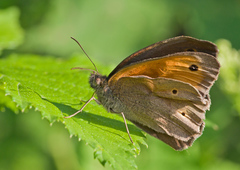 Maniola jurtina